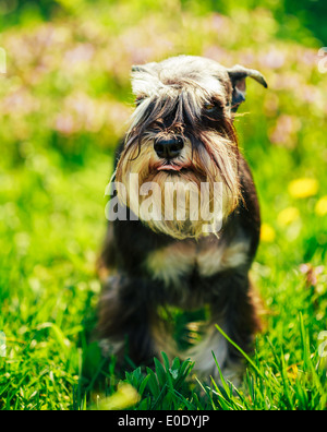 Kleine Zwergschnauzer Hundesitting (Zwergschnauzer) In Green Grass im Freien. Stockfoto