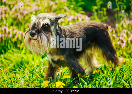 Kleine Zwergschnauzer Hundesitting (Zwergschnauzer) In Green Grass im Freien. Stockfoto