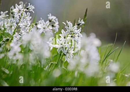 Weißen Blüten der Ornithogalum Nutans am Plattensee in Aszofö, Ungarn Stockfoto