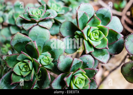 Makro erschossen einige Hennen und Küken oder Haus Lauch Sukkulenten Stockfoto