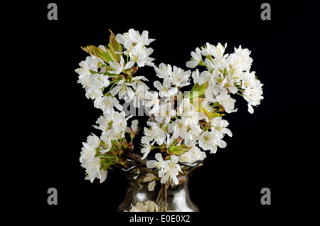 Dekoration mit Kirschblüten Zweige in einer vase Stockfoto