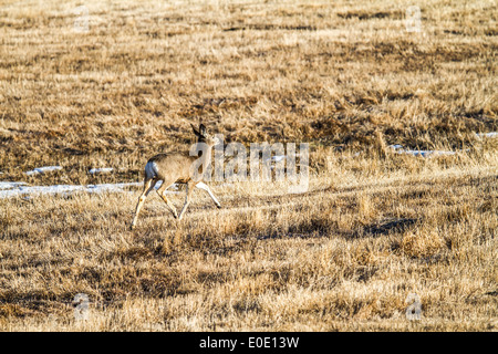 Maultierhirsch (Odocoileus Hemionus) nach entlang einer Prärie, Gras landet. Kananaskis, Alberta. Stockfoto