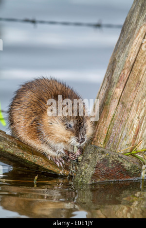 Bisamratte (Ondatra Zibethicus) pelzige Nagetier Essen und sitzt auf einem Zaun in einen Sumpf. Stockfoto