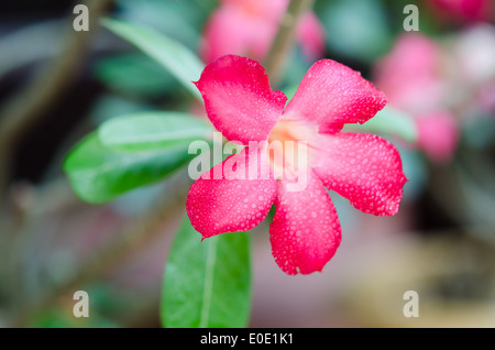 Nahaufnahme der Blüte Impala Lily Adenium - Desert Rose Stockfoto