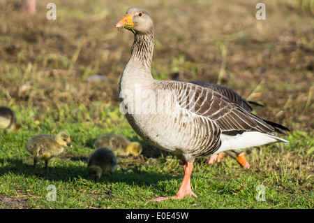 Graugans, Graugänse mit Küken Stockfoto