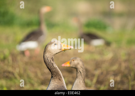 Graylat-Gans, Graugänse, Anser Anser Stockfoto