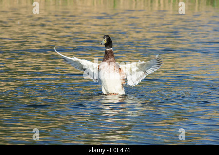 Männlicher Mallard, Anas platyrhynchos, der Flügel auf einem See ausbreitet Stockfoto