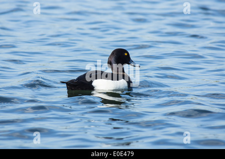 Getuftete Ente, Aythya fuligula, Männchen Stockfoto