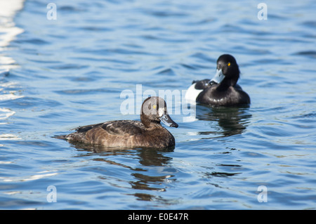 Getuftete Ente, Aythya fuligula, Männchen und Weibchen Stockfoto