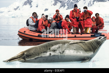 Passagiere von einer Expedition Kreuzfahrtschiff in der Antarktis Ansicht vorsichtig Vadokan Siegel ruht auf Packeis im Paradise Bay. Stockfoto