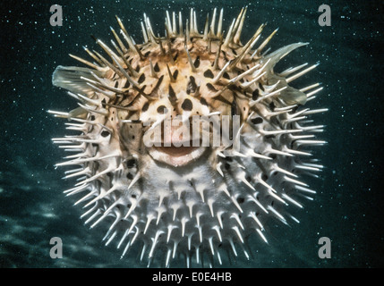 Die Igelfischen schreckt Raubtiere durch Ansaugen von Wasser zu größeren wie ein Ballon sprengen und erweitern ihre Schuppen zu scharfen Stacheln. Stockfoto