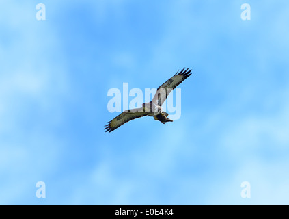 Bussard, Buteo Buteo, fliegen mit einem Kaninchen statt in seine Krallen in blauer Himmel über Manningtree, Essex, UK Stockfoto