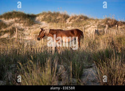 Wilder spanischer Mustang Beweidung in den Dünen, Outer Banks, North Carolina, USA Stockfoto
