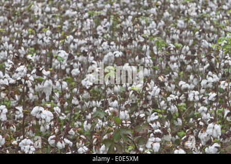 Baumwolle Baumstämme Reifung in einem Feld im Süden, USA Stockfoto