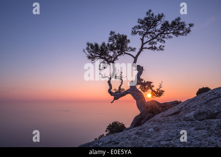 Baum auf Felsen auf der Krim Stockfoto