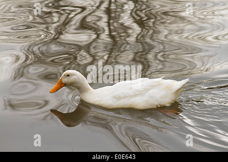 Einen einsamen weißen Ente schwimmt durch einen See von Reflexionen und Wellen Stockfoto