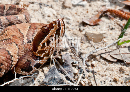 Cottonmouth Stockfoto