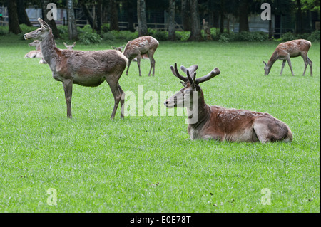 Der Damhirsch (Dama Dama), Dammhirsch Stockfoto