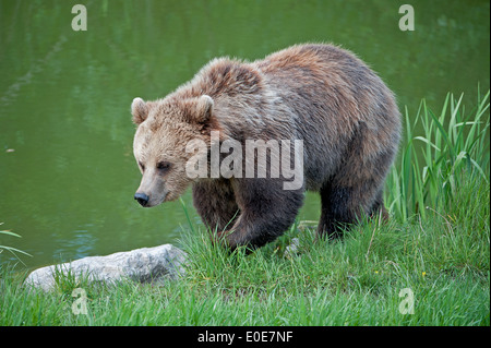 Europäischer Braunbär (Ursus Arctos Arctos), Europäischer Braunbär Stockfoto