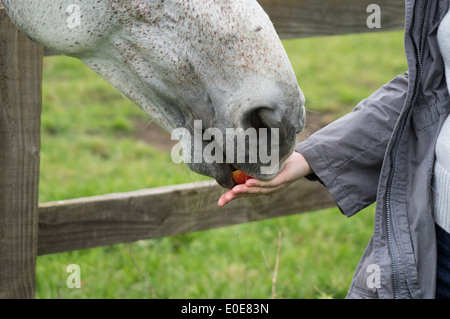 Pferd essen Apple aus den Händen von Frau Stockfoto