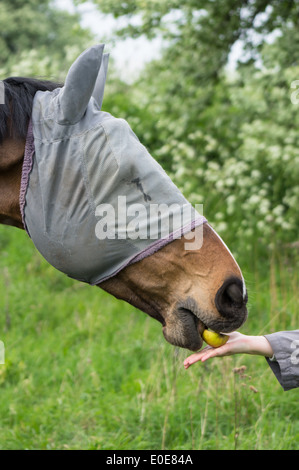 Pferd in Schutzmaske essen Apple aus den Händen von Frau Stockfoto