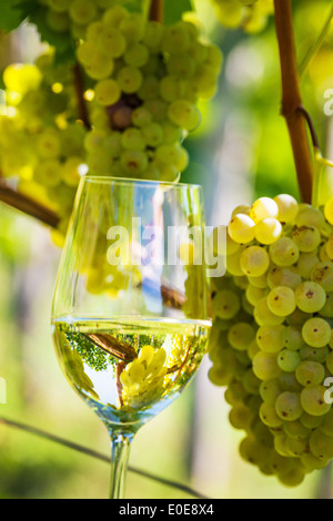 Ein Glas mit Weißwein im Weinberg mit Trauben von einem Winzer, Ein Glas Mit Weisswein Im Weinberg Mit Weintraub Stockfoto