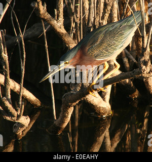 Ein grüner Reiher thront und bereit, zuzuschlagen. Stockfoto