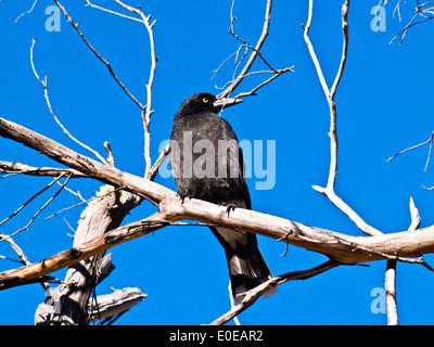 Trauerschnäpper Currawong (Strepera Graculina), auf einem Ast eines Toten Baumes, Snowy Mountains, New South Wales, Australien Stockfoto