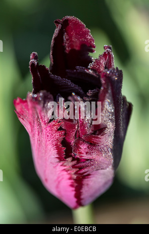 Schwarzen Papagei Tulpen, Tulipa mit einem feinen Morgentau in Makro Stockfoto