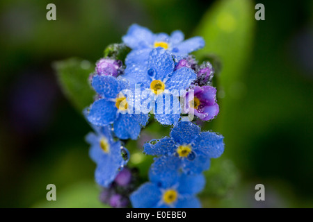 Myosotis Sylvatica (Holz Vergissmeinnicht) mit Morgentau (Makro-Objektiv) Stockfoto