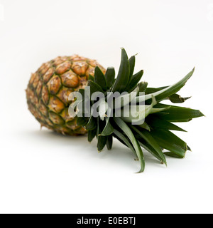 Frische Ananas Stockfoto