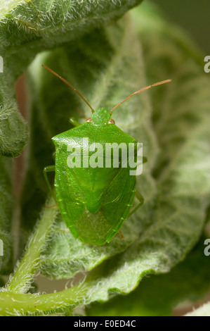 Grüne Kartoffeln Bug (Cuspicona Simplex) Stockfoto