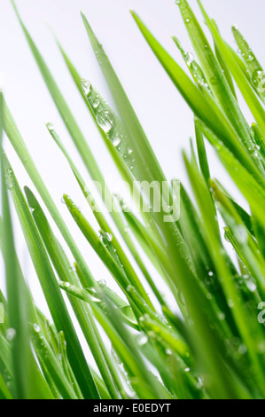 Weizengras mit Wassertropfen Stockfoto