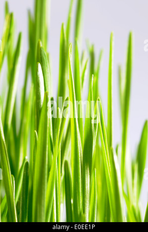 Weizengras Stockfoto