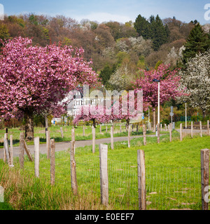 Schöne Frühlingslandschaft mit blühenden Kirschbäume und weißes Haus Stockfoto