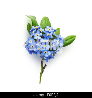 Haufen von kleinen blauen Vergiss mich nicht Blumen mit Blättern isoliert auf weißem Hintergrund-Clipping-Pfad enthalten Stockfoto