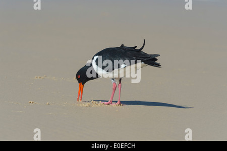 Austernfischer (Haematopus Longirostris) pied - Fraser Island - Australien Stockfoto