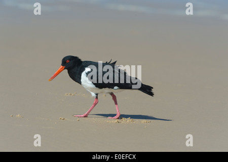 Austernfischer (Haematopus Longirostris) pied - Fraser Island - Australien Stockfoto