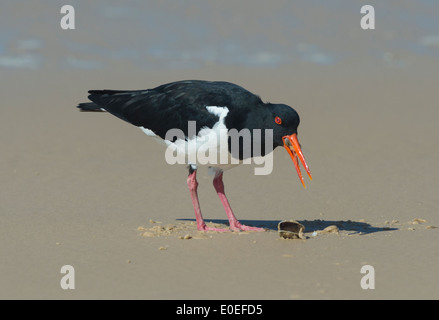 Trauerschnäpper Austernfischer (Haematopus Longirostris), Fraser Island, Queensland, Queensland, Australien Stockfoto