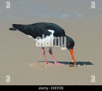 Austernfischer (Haematopus Longirostris) pied - Fraser Island - Australien Stockfoto