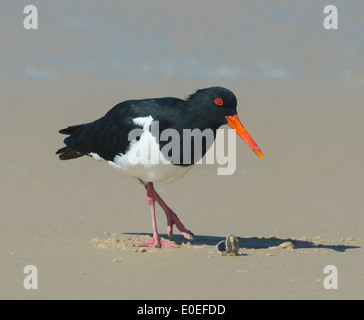 Trauerschnäpper Austernfischer (Haematopus Longirostris), Fraser Island, Queensland, Australien Stockfoto