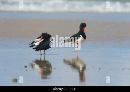 Pied Austernfischer (Haematopus Longirostris), Fraser Island, Queensland, Australien Stockfoto