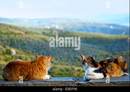 Zwei Katzen, die auf eine Wand liegend mit Panoramablick über hügelige Landschaft Stockfoto