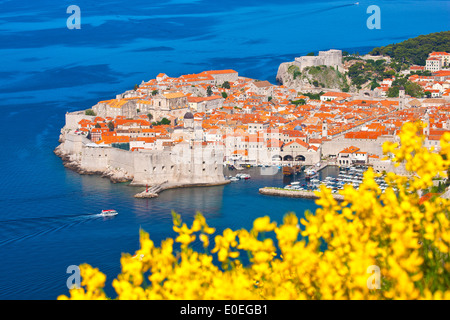 Altstadt Dubrovnik, Kroatien. Dubrovnik und Blumen. Stockfoto