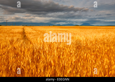 Weizenfeld in Frankreich, Provence Stockfoto