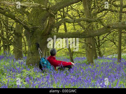 North York Moors National Park, North Yorkshire, UK. 11. Mai 2014.  Walker Unterstände aus Regendusche unter Eiche Glockenblumen in Newton Wäldern in North York Moors National Park umgeben. Bildnachweis: ALANDAWSONPHOTOGRAPHY/Alamy Live-Nachrichten Stockfoto