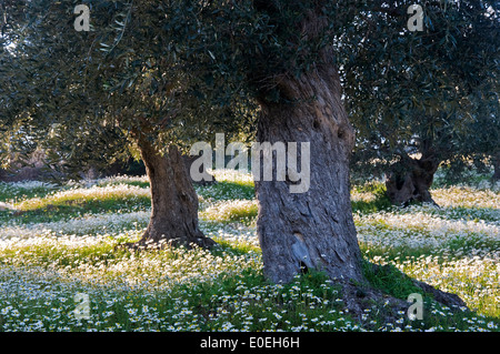 Olivenbäume (Olea Europaea) auf Blumenwiese im Frühling Stockfoto