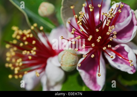 Blüten und Knospen, die Brasilianische Guave / Ananas Guave (Acca Sellowiana) Stockfoto