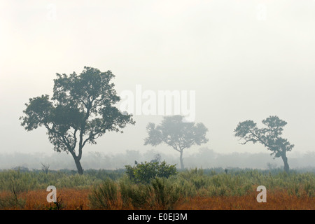 Bäume im Nebel am frühen Morgen, Krüger Nationalpark, Südafrika Stockfoto