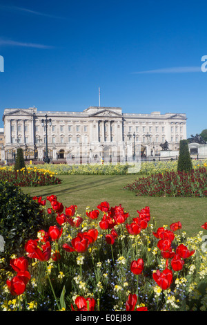 Buckingham Palace im Frühjahr mit Tulpen und Blumen im Vordergrund London England UK Stockfoto